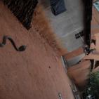 أشرس الكائنات في العالم