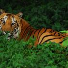 أشرس الكائنات في العالم