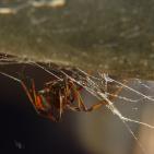 أشرس الكائنات في العالم