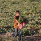 افتتاح مهرجان الفقوس في بلدة دير بلوط