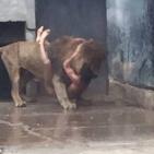 صور: دخل الى غرفة الاسود عاريا..ما النتيجة ؟