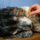 تحنيط الحيوانات الأليفة