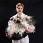 تحنيط الحيوانات الأليفة