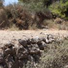 عــمـــواس