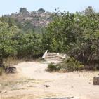 عــمـــواس