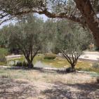 عــمـــواس