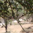 عــمـــواس