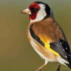 طائر الحسون بـ 15 ألف دولار
