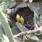 قرية صطاف المدمرة والمهجرة الواقعة غرب مدينة القدس