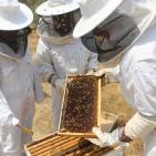 نحّالات كفر مالك