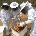 نحّالات كفر مالك