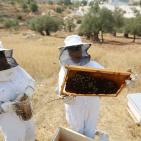 نحّالات كفر مالك