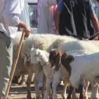 سوق الحلال في الخليل..حركة نشطة قبيل العيد