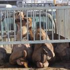 سوق الحلال في الخليل..حركة نشطة قبيل العيد