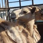 سوق الحلال في الخليل..حركة نشطة قبيل العيد