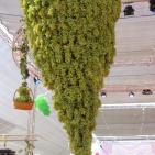 افتتاح مهرجان العنب في الخليل