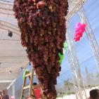 افتتاح مهرجان العنب في الخليل