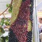 افتتاح مهرجان العنب في الخليل