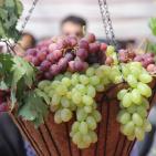 افتتاح مهرجان العنب في الخليل