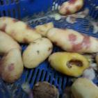 ضبط طن من البطاطا الفاسدة بالخليل