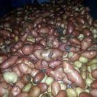 ضبط طن من البطاطا الفاسدة بالخليل