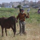 افتتاح  مهرجان الفقوس في بلدة دير بلوط