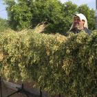 افتتاح  مهرجان الفقوس في بلدة دير بلوط