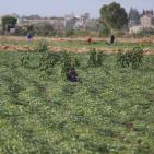 افتتاح  مهرجان الفقوس في بلدة دير بلوط