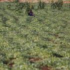 افتتاح  مهرجان الفقوس في بلدة دير بلوط