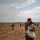 عودة زراعة القمح قرب حدود رفح الشرقية