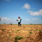 عودة زراعة القمح قرب حدود رفح الشرقية