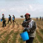 عودة زراعة القمح قرب حدود رفح الشرقية