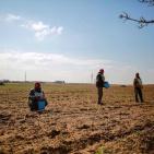 عودة زراعة القمح قرب حدود رفح الشرقية