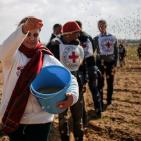 عودة زراعة القمح قرب حدود رفح الشرقية