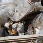 (صور) إتلاف 200 طن من الأسماك على معبر كرم أبو سالم
