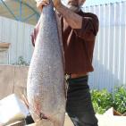(صور) إتلاف 200 طن من الأسماك على معبر كرم أبو سالم