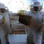 موسم قطف العسل في بلدة سنجل قرب رام الله