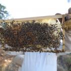 موسم قطف العسل في بلدة سنجل قرب رام الله