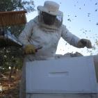 موسم قطف العسل في بلدة سنجل قرب رام الله