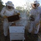 موسم قطف العسل في بلدة سنجل قرب رام الله