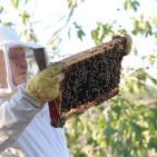 موسم قطف العسل في بلدة سنجل قرب رام الله