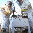 موسم قطف العسل في بلدة سنجل قرب رام الله