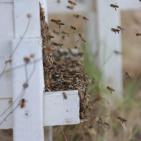 موسم قطف العسل في بلدة سنجل قرب رام الله