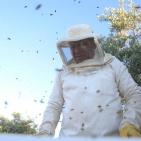 موسم قطف العسل في بلدة سنجل قرب رام الله