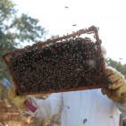 موسم قطف العسل في بلدة سنجل قرب رام الله