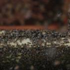 موسم قطف العسل في بلدة سنجل قرب رام الله