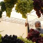 مهرجان العنب في حلحول