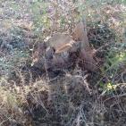 مستوطنون يقطعون 100 شجرة زيتون في قرية المغير