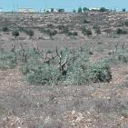 مستوطنون يقطعون 100 شجرة زيتون في قرية المغير