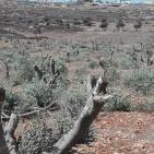 مستوطنون يقطعون 100 شجرة زيتون في قرية المغير